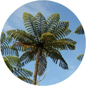 Cyathea - Plants
