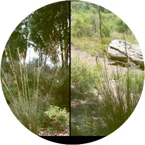 Cyathochaeta avenacea