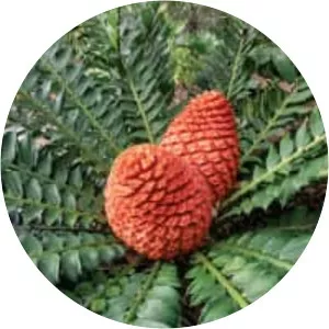 Cycad