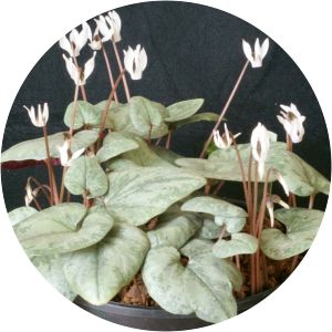 Cyclamen balearicum