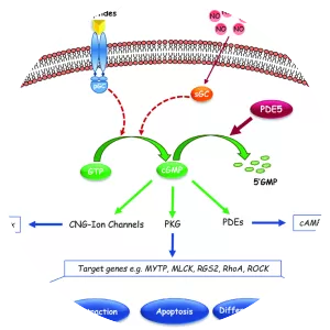 Cyclic guanosine monophosphate - 