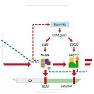 Cyclin-dependent kinase 1 - 