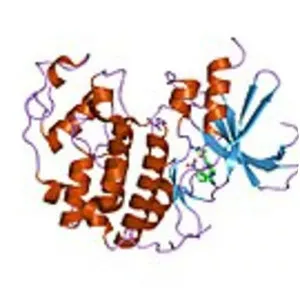 Cyclin-dependent kinase 2 - Protein