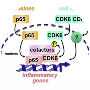 Cyclin-dependent kinase 6 - Protein