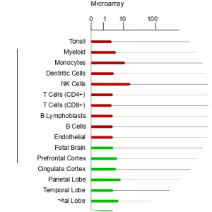 Cyclin-dependent kinase inhibitor 1C