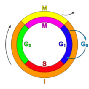 Cyclin-dependent kinase - Protein