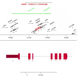 Cyclin-dependent kinase 4 - Protein