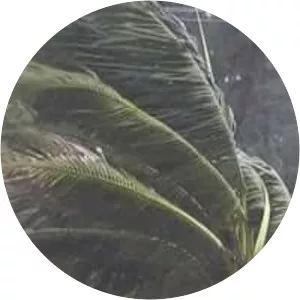 Cyclone Mora - 2017 tropical cyclone