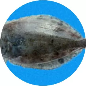 Cyclopsetta querna - 