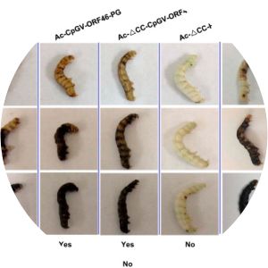 Cydia pomonella granulovirus