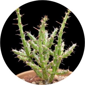 Cylindropuntia leptocaulis photograph