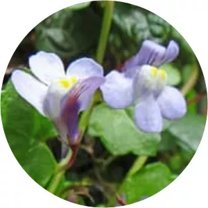 Cymbalaria