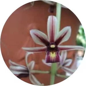 Cymbidium aloifolium