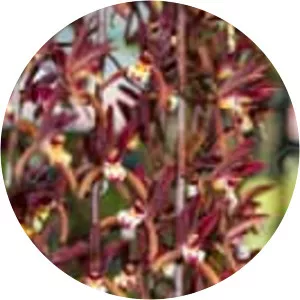 Cymbidium atropurpureum
