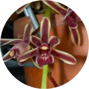Cymbidium bicolor - 