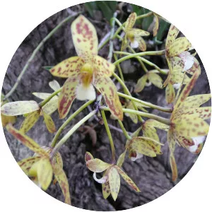 Cymbidium canaliculatum - 