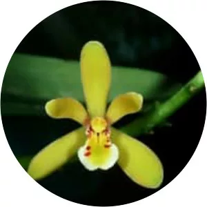 Cymbidium chloranthum - 