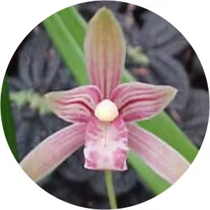 Cymbidium ensifolium
