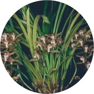 Cymbidium erythraeum - Plants