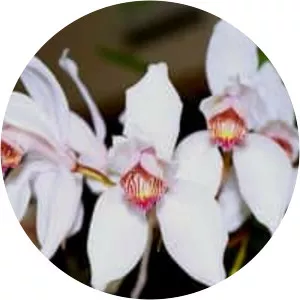 Cymbidium erythrostylum