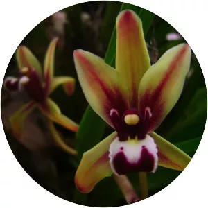 Cymbidium finlaysonianum