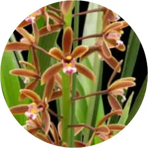Cymbidium floribundum