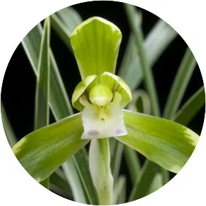 Cymbidium goeringii