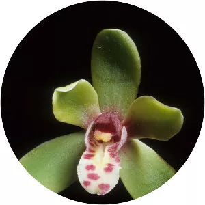Cymbidium hartinahianum - 