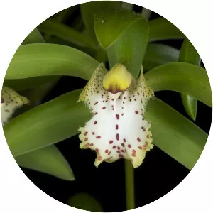 Cymbidium hookerianum