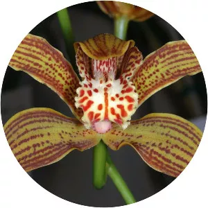 Cymbidium iridioides - Plants