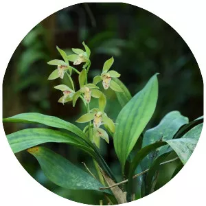 Cymbidium lancifolium