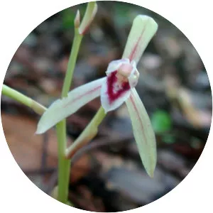 Cymbidium macrorhizon
