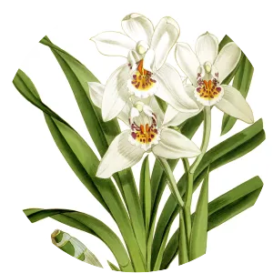 Cymbidium parishii