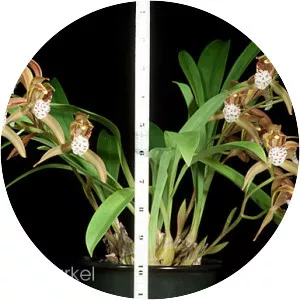 Cymbidium tigrinum - Plants