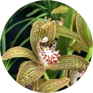 Cymbidium tracyanum