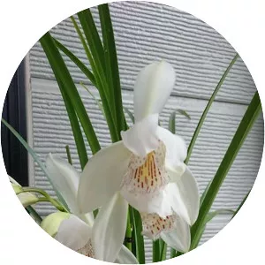 Cymbidium wenshanense