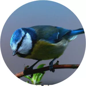 Cymru Wyllt CuddSince 2020