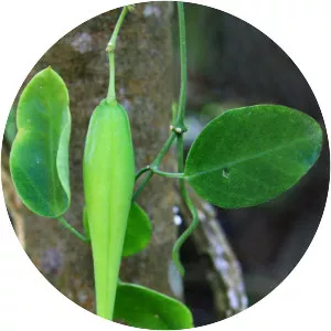 Cynanchum elegans - Plants