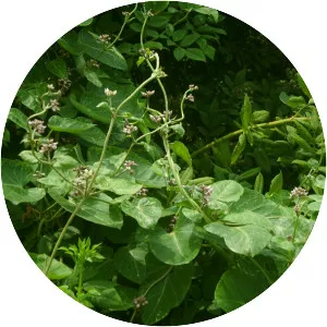 Cynanchum rostellatum