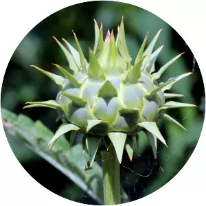 Cynara - Plants