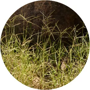 Cynodon - Plants
