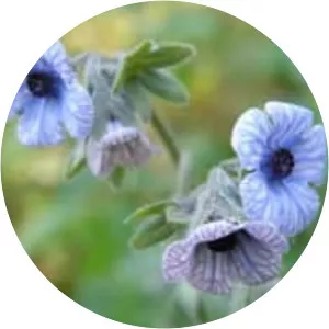 Cynoglossum creticum