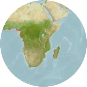 Cynoglossus senegalensis - 