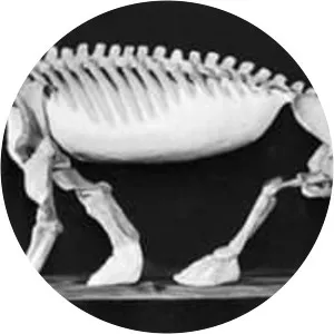 Cynognathus - Animal