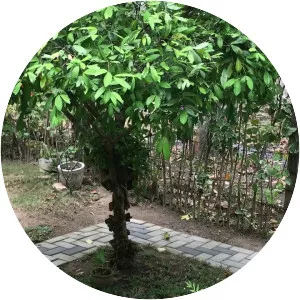 Cynometra cauliflora