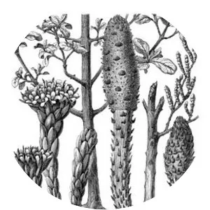 Cynomoriaceae - Plants