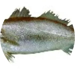 Cynoscion jamaicensis - 