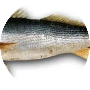 Cynoscion microlepidotus - 