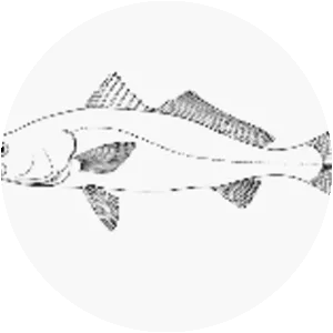 Cynoscion othonopterus