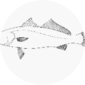 Cynoscion parvipinnis - 